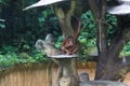 A young bornean orangutan sitting on a tree. Royalty Free Stock Photo