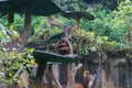 A young bornean orangutan sitting on a tree Royalty Free Stock Photo