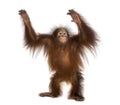 Young Bornean orangutan standing, reaching up, Pongo pygmaeus Royalty Free Stock Photo