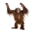 Young Bornean orangutan standing, reaching up, Pongo pygmaeus