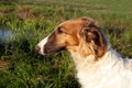 Young borzoi dog Royalty Free Stock Photo