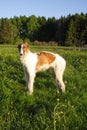 Young borzoi dog Royalty Free Stock Photo