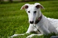 Young borzoi dog lying on the ground on the green grass. White russian greyhound puppy is outside with a pink collar on. Dog is Royalty Free Stock Photo