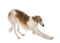 Borzoi in studio