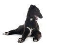 Young borzoi in studio Royalty Free Stock Photo