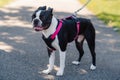 Young Boston Terrier standing outside, wearing a harness with pink straps and a rope chain leash. Her ears are back against her