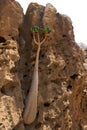 Young bottle tree