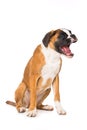 Young boxer dog isolated on white background Royalty Free Stock Photo