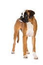 Young boxer dog isolated on white background Royalty Free Stock Photo