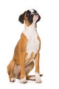 Young boxer dog isolated on white background Royalty Free Stock Photo