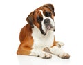 Boxer dog lying in front of white background Royalty Free Stock Photo