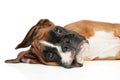 Young Boxer dog resting on a white background Royalty Free Stock Photo