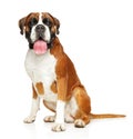 Young boxer dog on white background Royalty Free Stock Photo