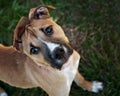 Young Boxer Mix dog with funny ears