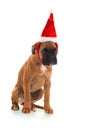 Boxer puppy as Santa Claus on white background Royalty Free Stock Photo