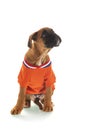 Boxer puppy as Dutch sobber supporter on white background Royalty Free Stock Photo