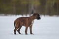 young boxer puppy of tiger color. photo in winter on a snowy background Royalty Free Stock Photo