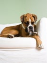 Young Boxer resting on white chair Royalty Free Stock Photo