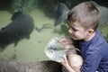 Young boy at an aquarium Royalty Free Stock Photo