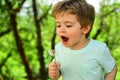 Young boy blows on dandelion flower. Allergy to flowers in spring. Little boy in forest. Green trees on background Royalty Free Stock Photo