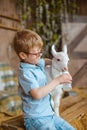 boy in a blue shirt and glasses sits in a barn and bottle-feeds a white baby goat Royalty Free Stock Photo