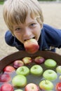 Young boy bobbing for apples Royalty Free Stock Photo