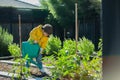 Young child watering the veggie garden helping with housework