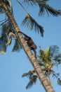 Young boy climbing palm tree