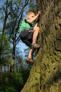 Young boy climbing tree