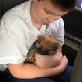 Young boy bringing home a cute little new puppy. Royalty Free Stock Photo