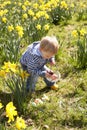 Young Boy On Easter Egg Hunt In Daffodil Field Royalty Free Stock Photo