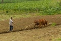 A young Ethiopian boy is plowing the field with a team of oxen. Royalty Free Stock Photo