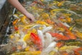 Young boy feeding koi carps Royalty Free Stock Photo