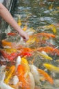 Young boy feeding koi carps Royalty Free Stock Photo