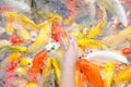 Young boy feeding koi carps Royalty Free Stock Photo
