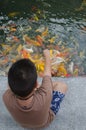 Young boy feeding koi carps Royalty Free Stock Photo