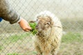 A young boy is feeding a sheep through a wired fence. He gives the sheep green food with his hand. Royalty Free Stock Photo