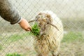 A young boy is feeding a sheep through a wired fence. He gives the sheep green food with his hand. Royalty Free Stock Photo