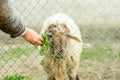A young boy is feeding a sheep through a wired fence. He gives the sheep green food with his hand. Royalty Free Stock Photo