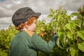 Young boy fruit picking