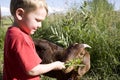 Young boy with goat Royalty Free Stock Photo