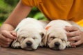 Young boy hands protect the sleep of his new puppy dogs Royalty Free Stock Photo