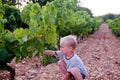 Young boy harvesting grape Royalty Free Stock Photo