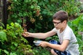 A young boy is harvesting raspberries from a Bush in the countryside