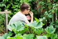 A young boy is harvesting raspberries from a Bush in the countryside Royalty Free Stock Photo