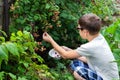 A young boy is harvesting raspberries from a Bush in the countryside Royalty Free Stock Photo