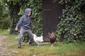 Young boy hases hens Royalty Free Stock Photo