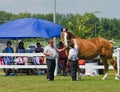 Proud Young Boy with Heavy Horse