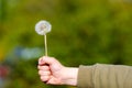 Young boy holding dandelion in straight hand giving an evidence Royalty Free Stock Photo