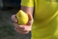 Young boy holding a delicious, healthy, organic , tasty pear Royalty Free Stock Photo